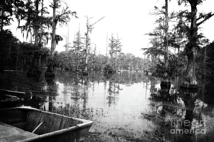 Cypress Swamp - BW Photograph by Scott Pellegrin - Fine Art America