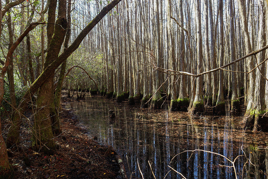 Cypress Swamp Corridor Photograph by Ed Williams