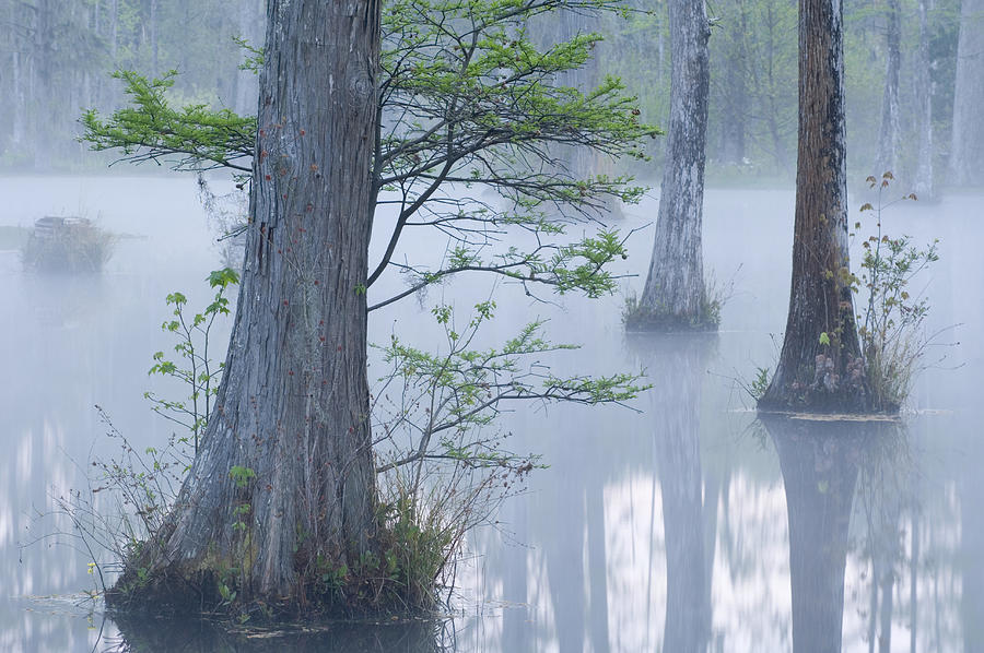 Cypress swamp, dawn Photograph by Tony Sweet