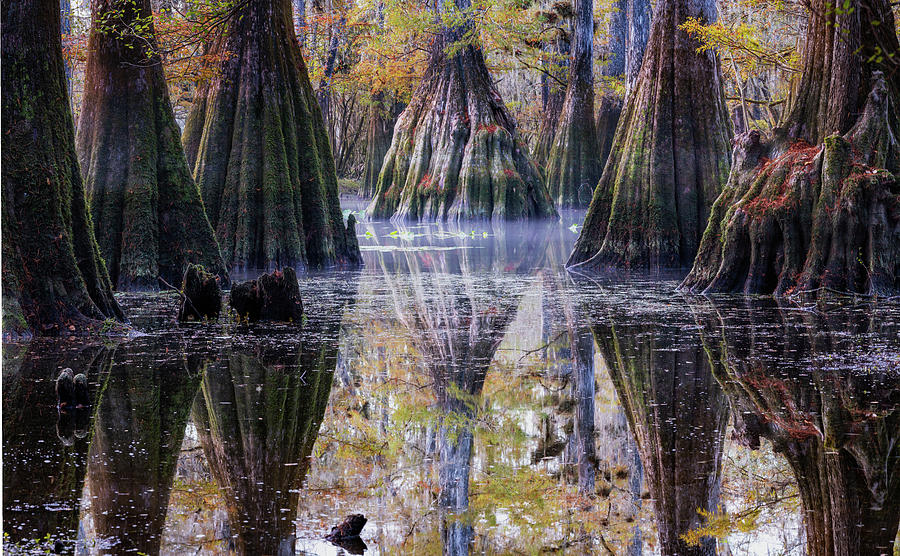 Cypress Swamp Photograph by Ekaterina Romanova - Fine Art America