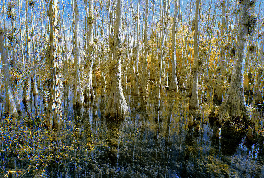 Cypress Swamp in Infrared Photograph by Gordon Ripley