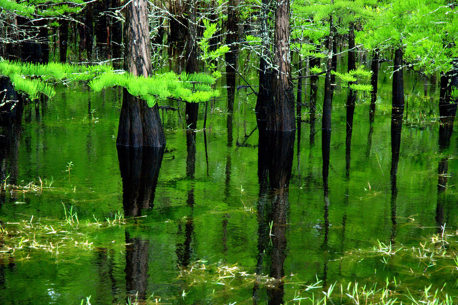 Cypress Swamp Photograph by Jim McKinley