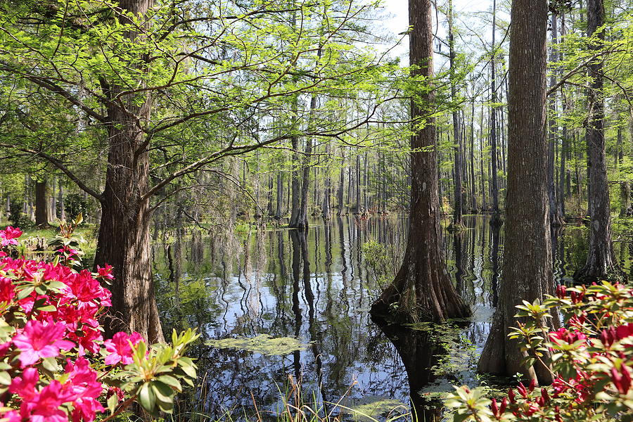 Cypress Swamp Photograph by Karen Ruhl