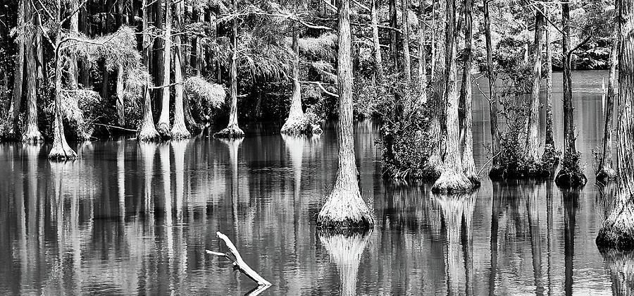 Cypress Swamp Photograph by Kathy Barney
