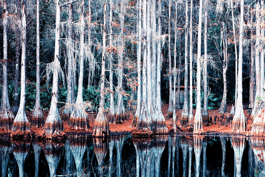 Nature Photograph - Cypress Swamp by Mango Art