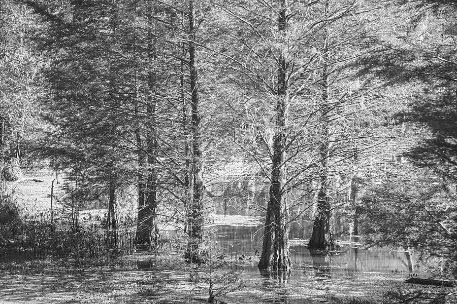 Cypress Swamp Near New Bern North Carolina Photograph by Bob Decker