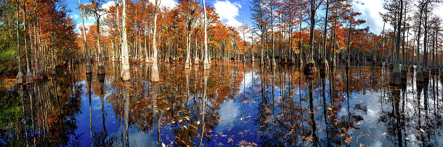 Cypress Swamp Panorama at George L. Smith State Park in Georgia Photograph by Lena Owens - OLena Art Vibrant Palette Knife and Graphic Design