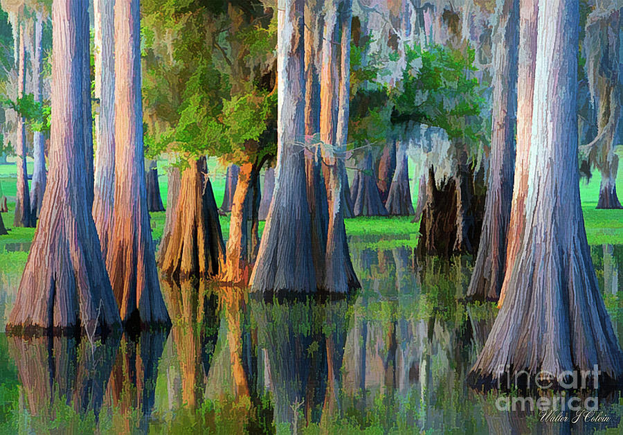 Cypress Swamp Digital Art by Walter Colvin - Pixels