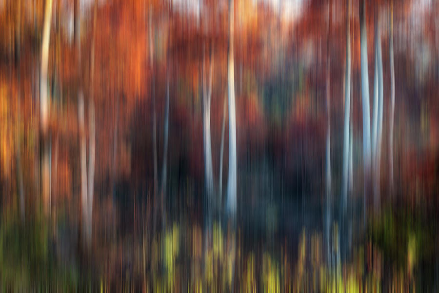 Cypress Tree Abstract Photograph by James Barber