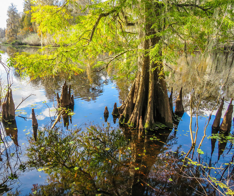 Cypress Tree and Knees in Lake Photograph by Beth Stombaugh - Pixels