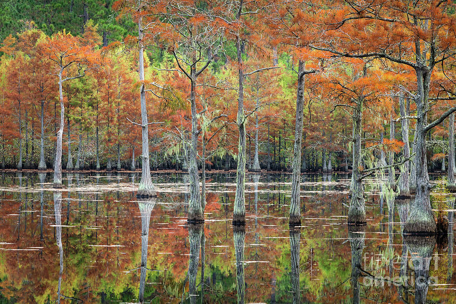 Cypress Tree Fall Reflections 62 Photograph by Maria Struss Photography ...