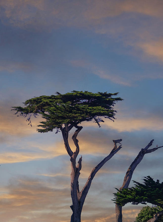 Cypress Tree in Afternoon LIght Photograph by Darryl Brooks