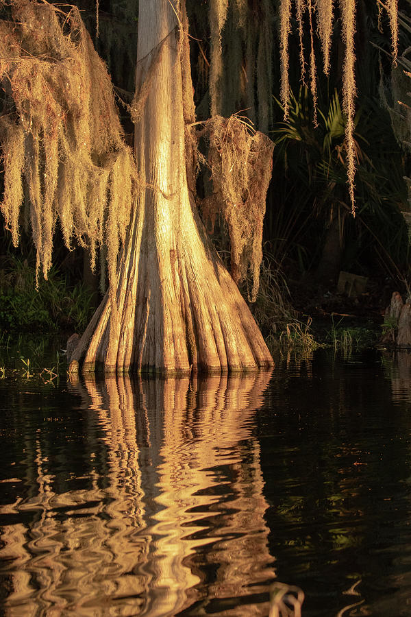 Cypress Tree in Morning Light Photograph by Dorothy Cunningham