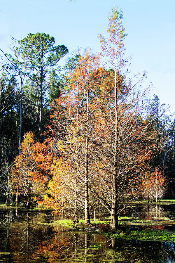 Cypress Tree in the Swamp in Fall Foliage Photograph by Bob Decker