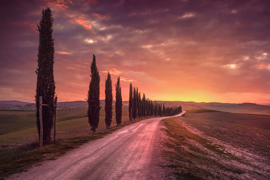 Cypress tree lined road in the countryside of Tuscany, Italy Photograph by Stefano Orazzini