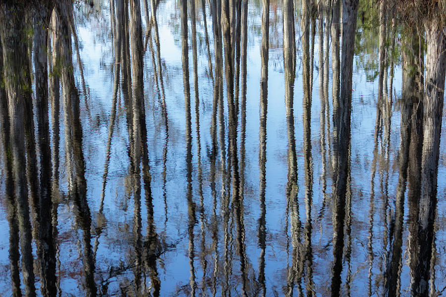 Cypress Tree Reflection Photograph by Cindy Robinson