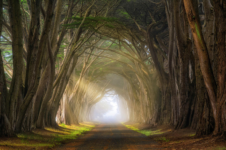 Cypress Tree Tunnel Photograph by Michael Ash