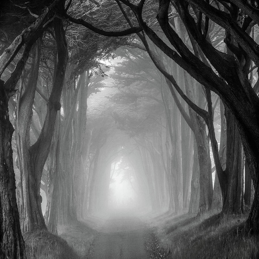 Cypress tree tunnel, Point Reyes Photograph by Donald Kinney