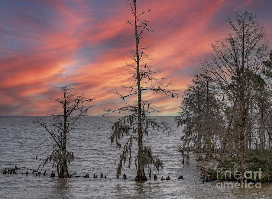 Cypress Tree - Winter Sunset Photograph by Dale Powell