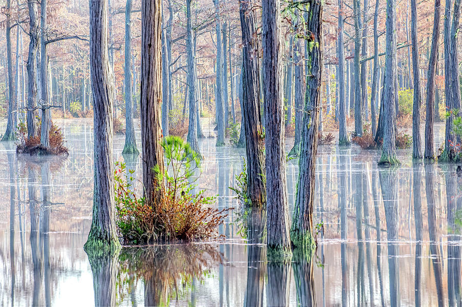 Cypress Trees 01 Photograph by Jim Dollar