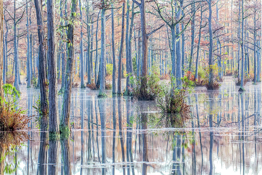Cypress Trees 02 Photograph by Jim Dollar