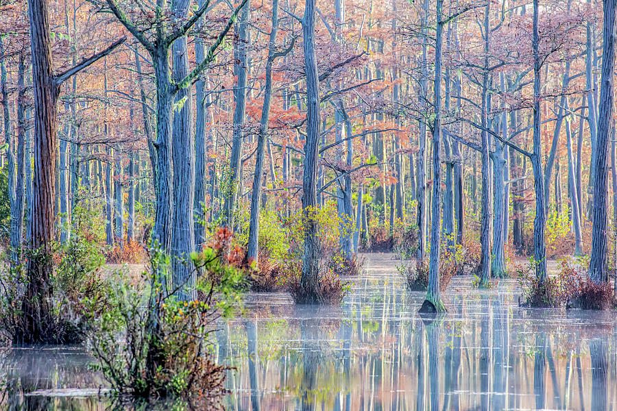 Cypress Trees 04 Photograph by Jim Dollar