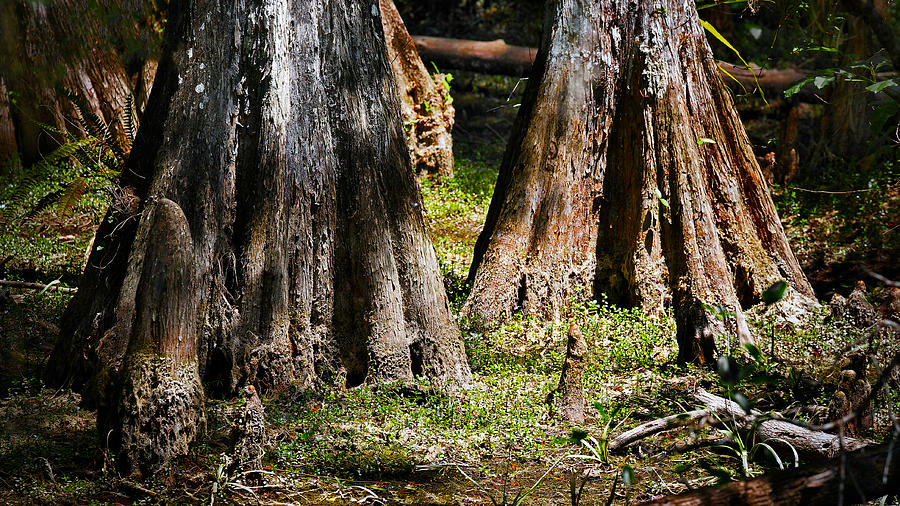 Cypress Trees - 4820 Photograph by Rudy Umans