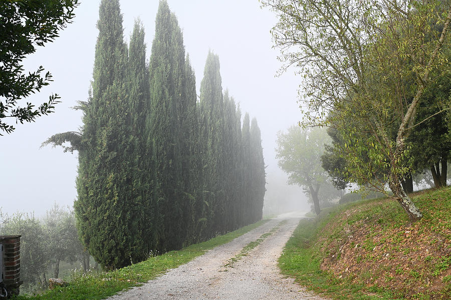 Cypress Trees Alley at Tuscany Rural Villa Photograph by Jenny Rainbow