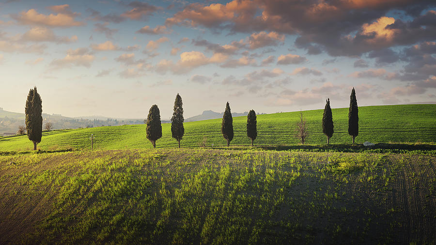 Cypress trees along a hillside, Tuscany Photograph by Stefano Orazzini