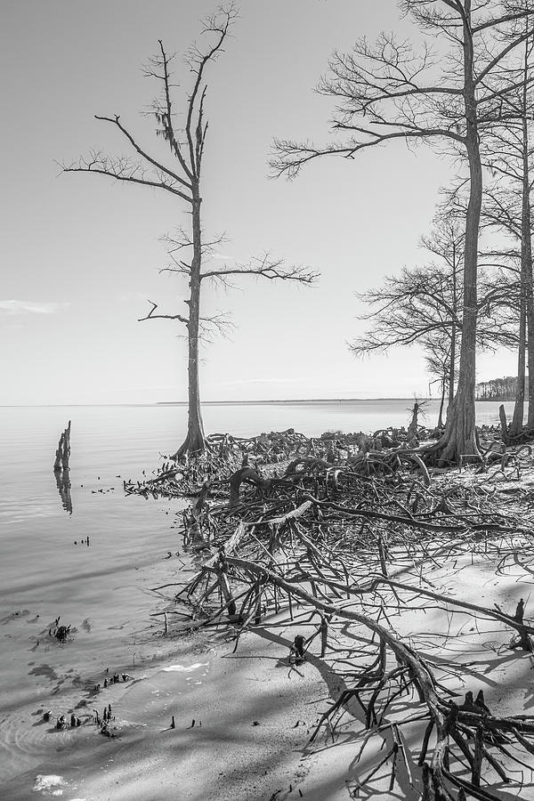 Cypress Trees Along the Neuse River in the Winter Photograph by Bob Decker