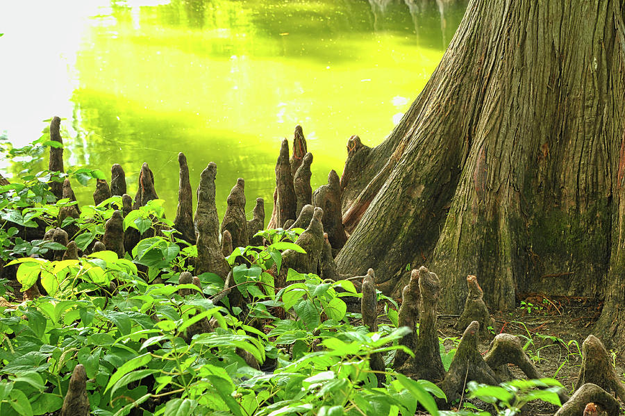 Cypress Trees and Algae at Reelfoot Lake Photograph by James C Richardson