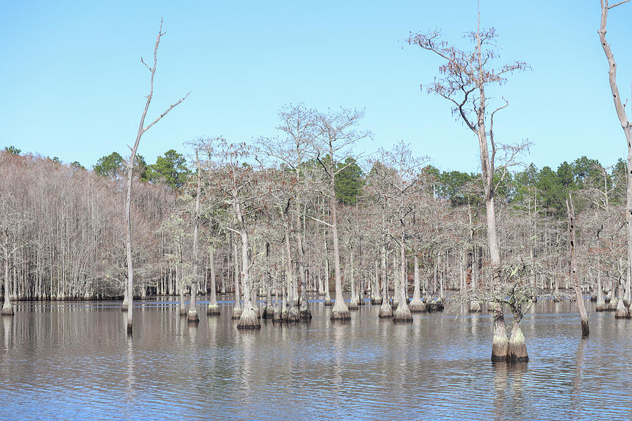 Cypress Trees And H2O Photograph by Ed Williams