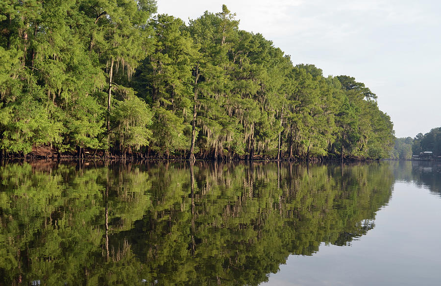 Cypress Trees and Spanish Moss Reflection While Canoeing Caddo Lake Texas Photograph by Shawn OBrien