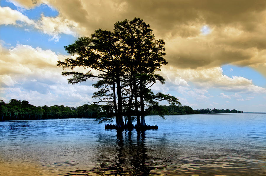 Cypress Trees Photograph