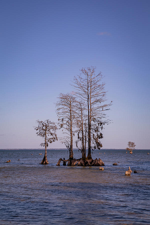 Cypress Trees at Lake Moultrie Photograph by Cindy Robinson