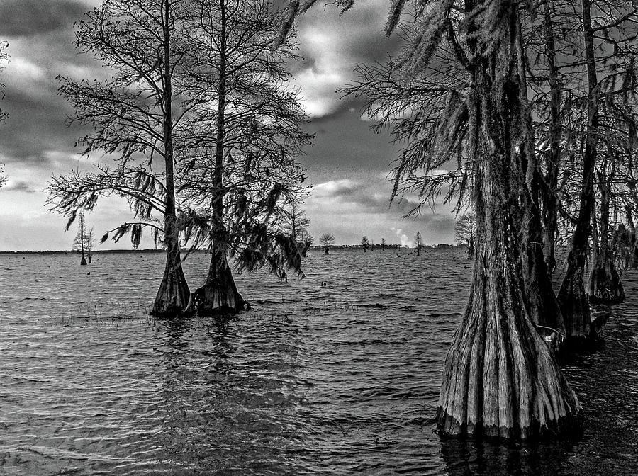 Cypress Trees at Pinopolis Point Photograph by Louis Dallara