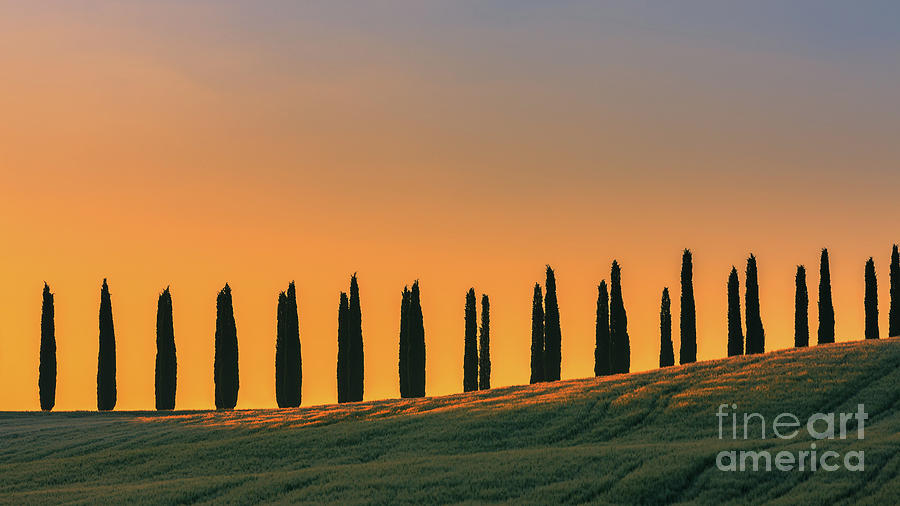 Cypress trees at sunrise, Tuscany, Italy Photograph by Henk Meijer Photography