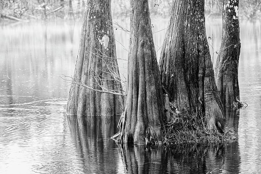 Cypress Trees Detail in Black and White Photograph by Bob Decker