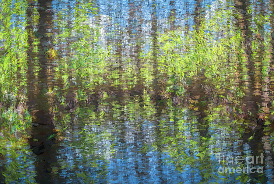 Cypress Trees, Florida, Impressionism Photograph by Liesl Walsh