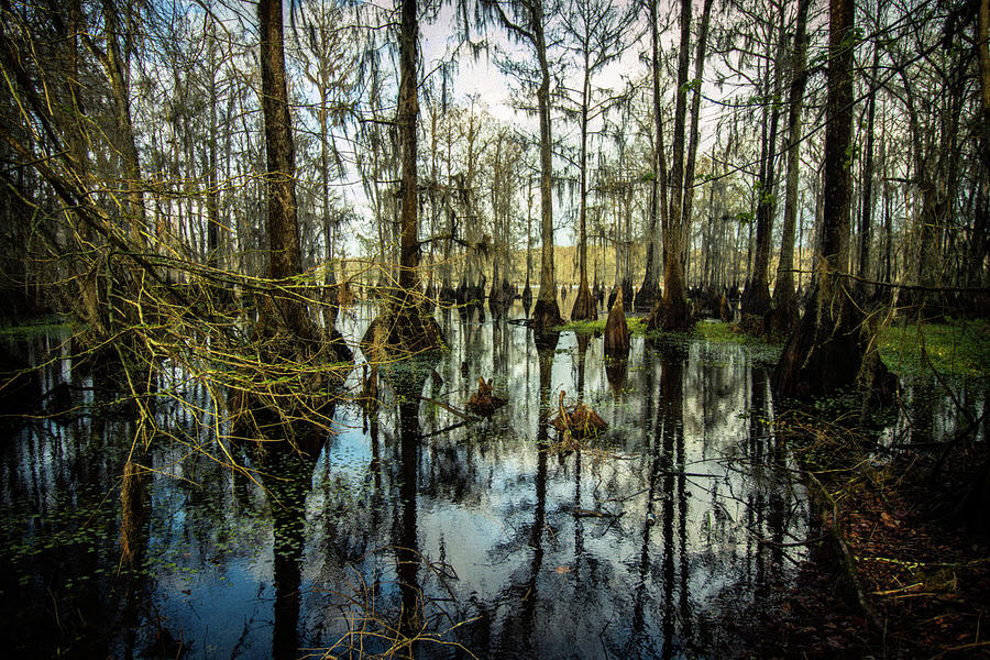 Cypress Trees in a Florida Lake Photograph by Jon Lutz - Fine Art America