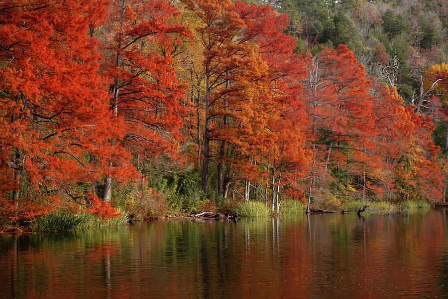 Cypress Trees in Autumn Photograph by Iris Greenwell
