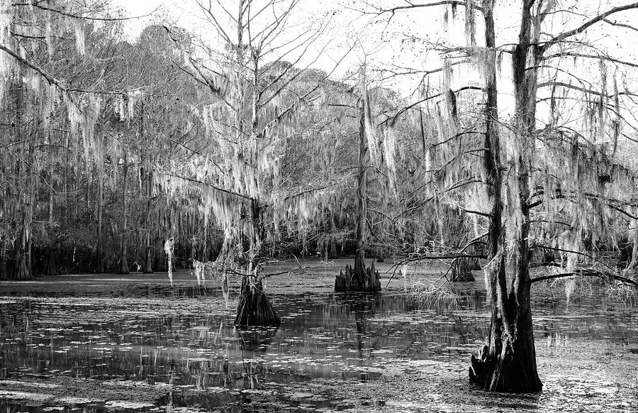 Cypress Trees In Black And White-5782 Photograph by Keith Johnson | Pixels