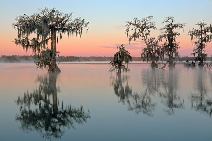 Cypress trees in Lake Martin at sunrise Photograph by Rainer Grosskopf