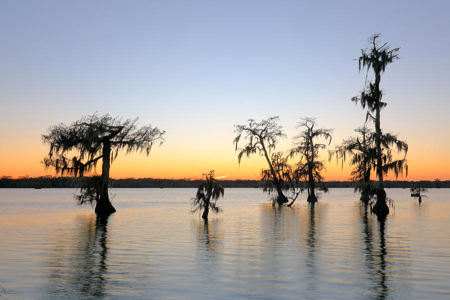 Cypress trees in Lake Martin at sunset Photograph by Rainer Grosskopf