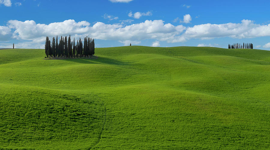 Cypress trees in Val D Orcia Photograph by Pietro Ebner