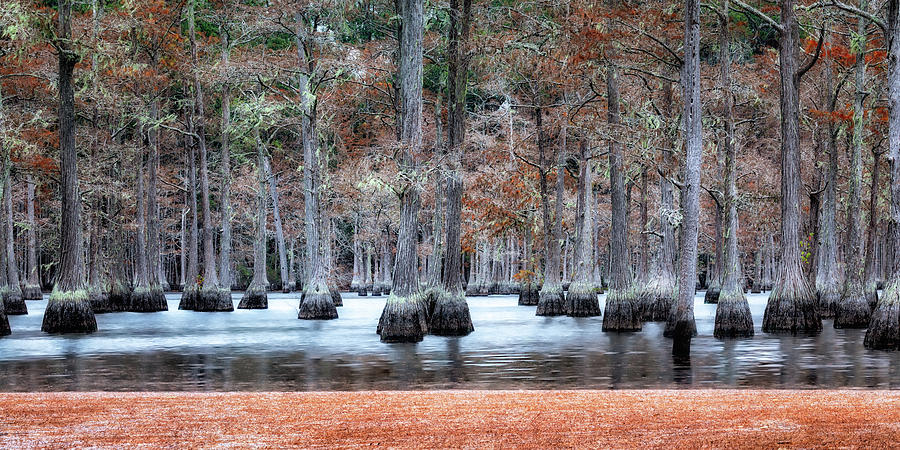Cypress Trees of Autumn Photograph by C  Renee Martin