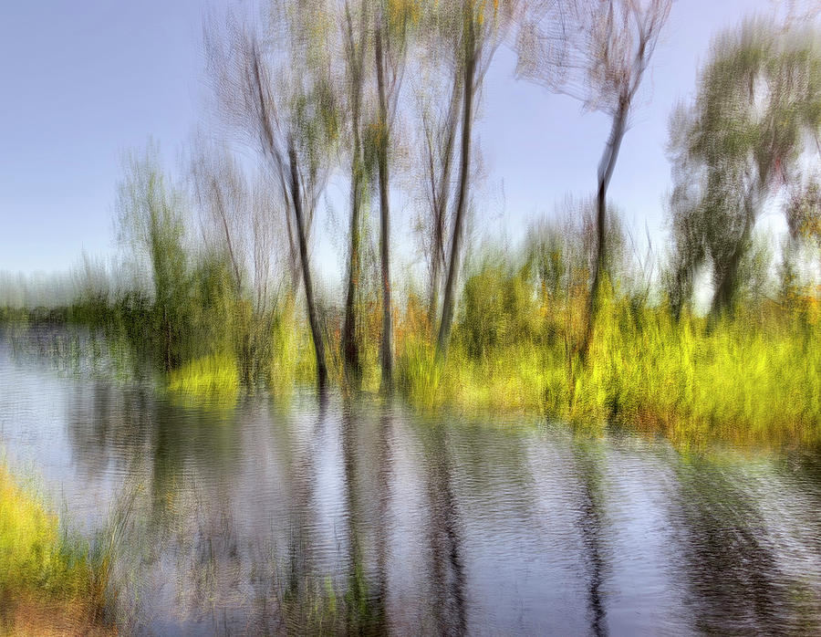 Cypress Trees on Secret Lake by Charles LeRette Cypress Trees on Secret Lake by Charles LeRette