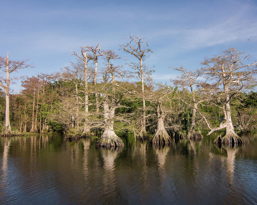 Cypress Trees on the Lake Photograph by Dorothy Cunningham