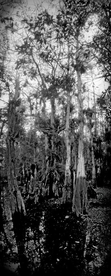 Cypress Trees Pinhole-10 Photograph by Rudy Umans