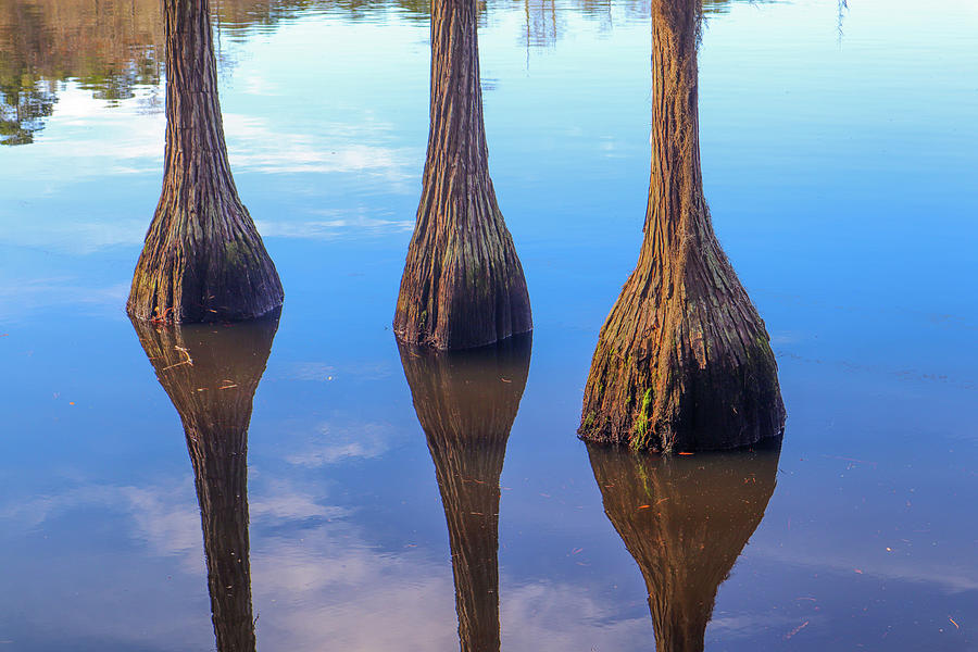Cypress Trees Thrice Photograph by Ed Williams